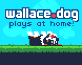 Wallace.dog Plays at Home! Image