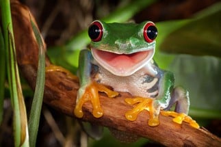 Frog Clicker Image