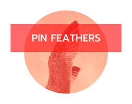 Pin Feathers Image