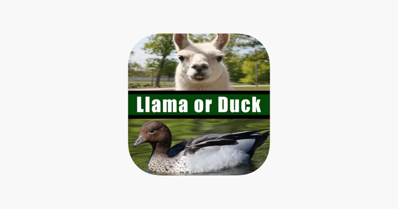 Llama or Duck Game Cover