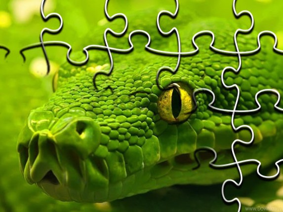Snakes Jigsaw Puzzle Game Cover