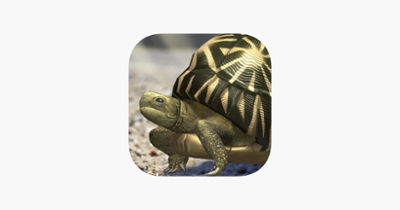 Tortoise to grow relaxedly Image