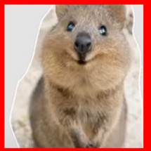 Android APK Puzzle Quokka Quokkas Rompecabezas Image