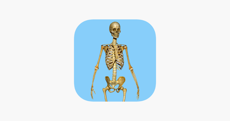 Skeletal System Quizzes Game Cover