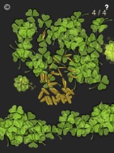 Find My Clover Image