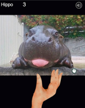 Hippo tongue Image