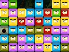 Angry Owls Image