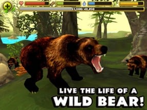 Wildlife Simulator: Bear Image