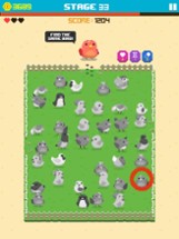 Find Bird - match puzzle Image