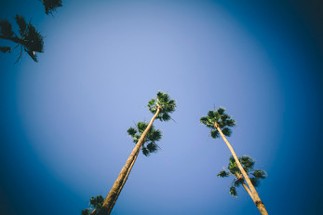 #ArtReference - Pack 04 - Palm Trees Every Day Image