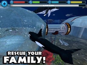 Orca Simulator Image