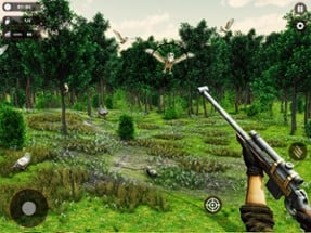 Jungle Birds Hunting Shooting Image