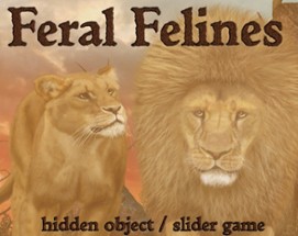 Feral Felines Image