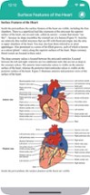 Learn Heart Anatomy Image