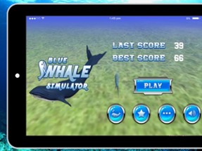 Blue Whale Simulator Image