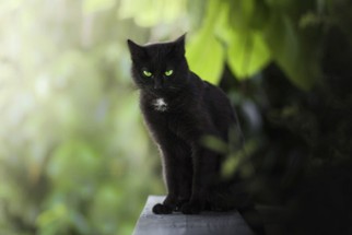Байки черных котов: Начало Image
