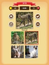 Cats - Quiz Image