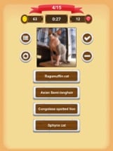 Cats - Quiz Image