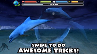 Dolphin Simulator Image