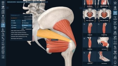 3D Organon Image