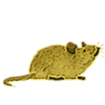 Rat Race Image