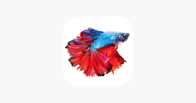 Betta Fish - Virtual Aquarium Game Cover