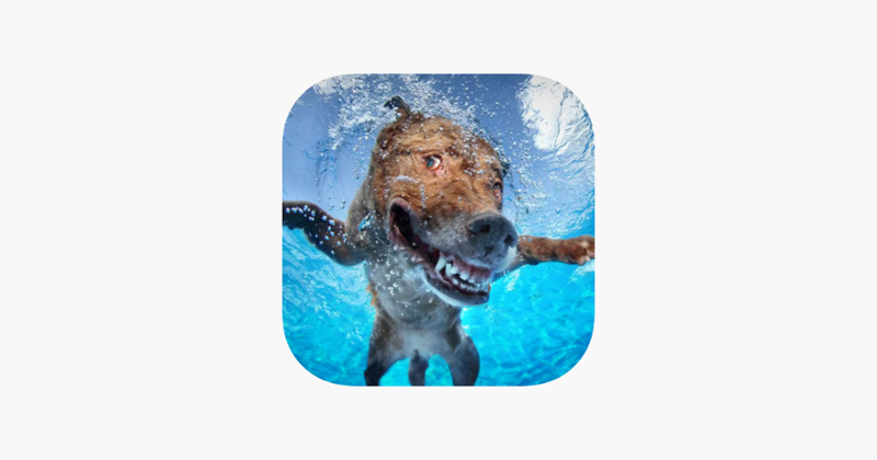 Dog Swimming Race Game Cover