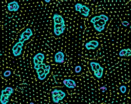 Primordial Particle System #Exp 9 Image