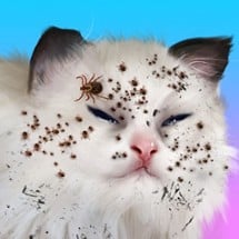 Cat Makeover Image