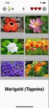 Flowers Quiz - Identify Plants Image