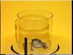 lab toad Image