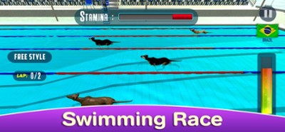 Dog Swimming Race Image