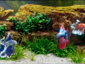 Betta Fish - Virtual Aquarium Image