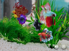 Betta Fish - Virtual Aquarium Image