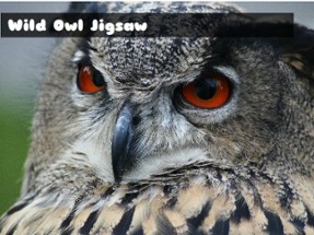 Wild owl Jigsaw Image