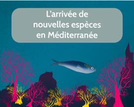 L'arrivée de nouvelles espèces en Méditerranée Image