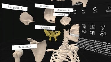 Everyday Anatomy VR Image