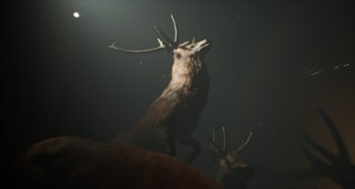 Project 13: Taxidermy Trails Image