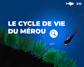 LE CYCLE DE VIE DU MEROU Image