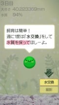 Marimo Game Free Image