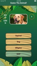 Animals Quiz Guess Game for Pets and Wild Animals Image