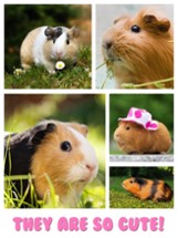 Guinea Pig Jigsaw Puzzle Games Image