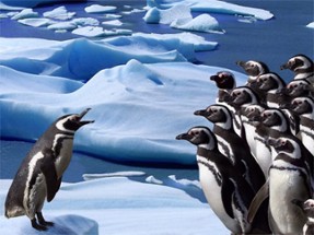 Penguins Slide Image
