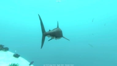 Alpha Shark Image