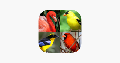 Bird World - Quiz about Famous Birds of the Earth Image
