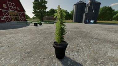 FS22 - Cannabis Plants Pack 1 Image