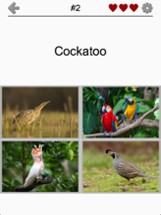 Bird World - Quiz about Famous Birds of the Earth Image