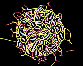 Multiple Species Physarum Image