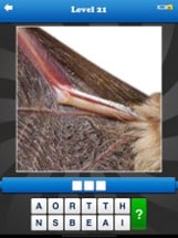 Guess the Close Up - Pics Quiz Image