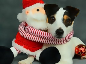 Funny Christmas Dogs Image